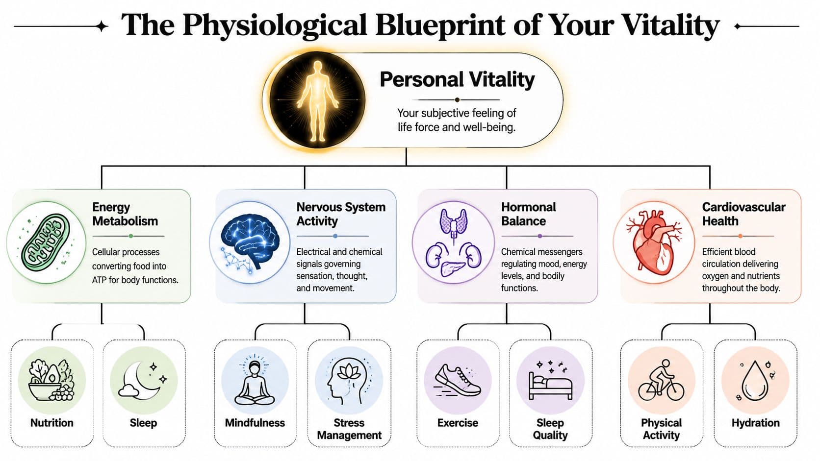 A diagram illustrating the physiological factors like metabolism, nervous system, and hormones that influence personal vitality.